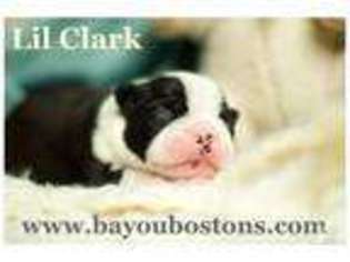 Boston Terrier Puppy for sale in LACOMBE, LA, USA