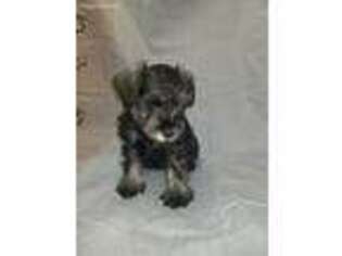 Mutt Puppy for sale in Lawton, MI, USA