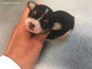 Chihuahua Puppy for sale in Douglas, GA, USA