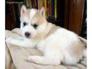 Siberian Husky Puppy for sale in Norwalk, CT, USA