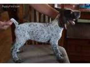 German Shorthaired Pointer Puppy for sale in Sylmar, CA, USA