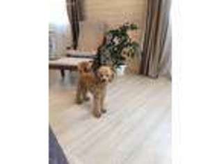 Goldendoodle Puppy for sale in Salisbury, MA, USA