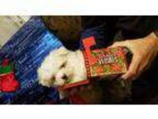 Maltese Puppy for sale in Saluda, SC, USA