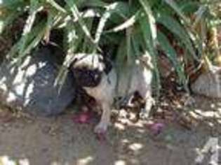 Pug Puppy for sale in NORCO, CA, USA