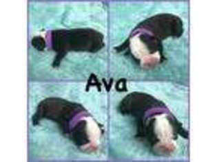 Boston Terrier Puppy for sale in Spring, TX, USA