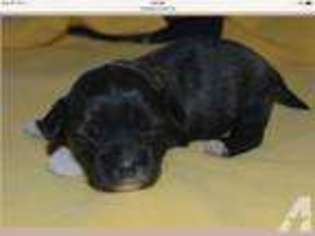 Havanese Puppy for sale in LOCUST GROVE, GA, USA