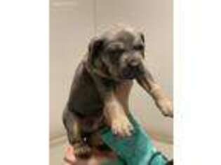 Cane Corso Puppy for sale in Martinsville, IN, USA