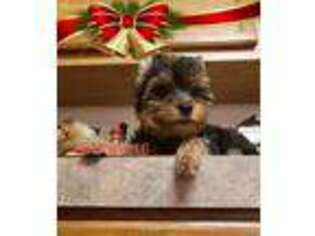 Yorkshire Terrier Puppy for sale in Austin, TX, USA