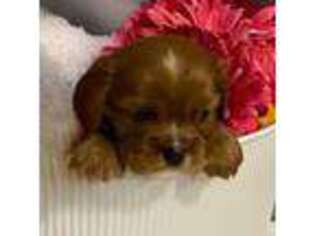 Cavalier King Charles Spaniel Puppy for sale in Marshall, AR, USA