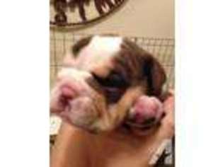 Bulldog Puppy for sale in CHAPEL HILL, NC, USA