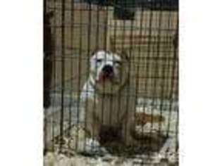 Mutt Puppy for sale in ELGIN, IL, USA