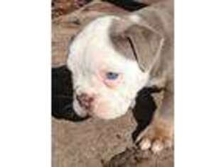Olde English Bulldogge Puppy for sale in Landrum, SC, USA