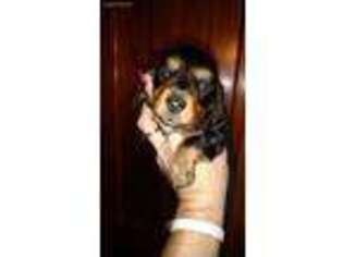 Dachshund Puppy for sale in Watkins Glen, NY, USA