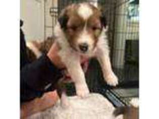 Shetland Sheepdog Puppy for sale in Downingtown, PA, USA