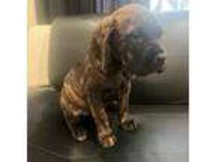 Cane Corso Puppy for sale in Muskegon, MI, USA