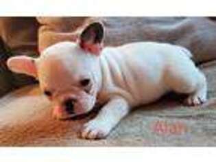 French Bulldog Puppy for sale in Galesburg, MI, USA