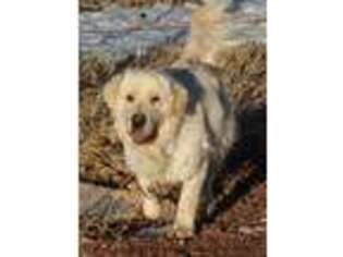 Mutt Puppy for sale in Hot Springs, SD, USA