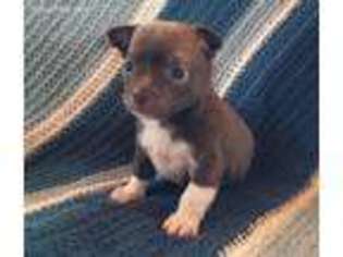 Chihuahua Puppy for sale in Peach Bottom, PA, USA