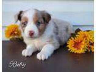 Miniature Australian Shepherd Puppy for sale in Ruskin, FL, USA