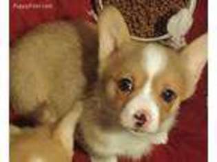 Pembroke Welsh Corgi Puppy for sale in Yelm, WA, USA