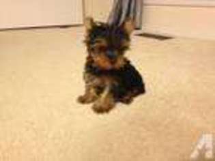 Yorkshire Terrier Puppy for sale in PIEDMONT, OK, USA