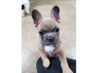 French Bulldog Puppy for sale in Beach City, OH, USA