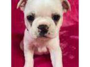 Boston Terrier Puppy for sale in Long Lane, MO, USA