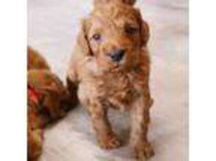 Goldendoodle Puppy for sale in Lebanon, MO, USA
