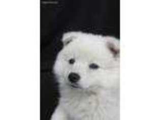 American Eskimo Dog Puppy for sale in North East, PA, USA