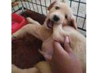 Golden Retriever Puppy for sale in Glen Allen, VA, USA