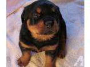 Rottweiler Puppy for sale in RENO, NV, USA