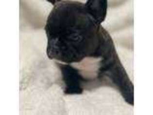 French Bulldog Puppy for sale in Leesburg, VA, USA