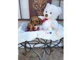 Cavapoo Puppy for sale in Mason, TX, USA