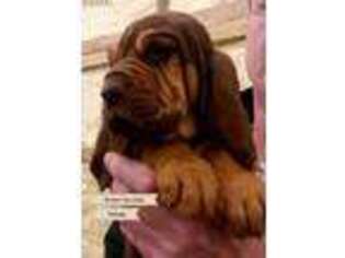 Bloodhound Puppy for sale in La Follette, TN, USA