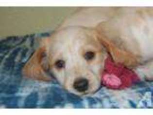Dachshund Puppy for sale in YACOLT, WA, USA