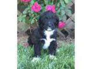 Labradoodle Puppy for sale in Middlebury, IN, USA