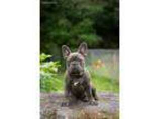 French Bulldog Puppy for sale in Fishkill, NY, USA