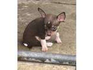 Chihuahua Puppy for sale in Ruskin, FL, USA