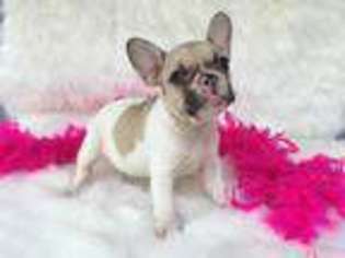 French Bulldog Puppy for sale in Pollok, TX, USA