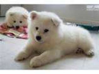 American Eskimo Dog Puppy for sale in Eugene, OR, USA