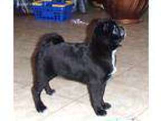 Pug Puppy for sale in Lyons, NY, USA