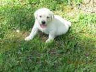 Labrador Retriever Puppy for sale in Monteagle, TN, USA