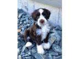 Portuguese Water Dog Puppy for sale in Mc Cook, NE, USA