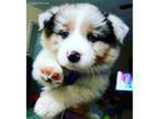 Border Collie Puppy for sale in Galesburg, MI, USA