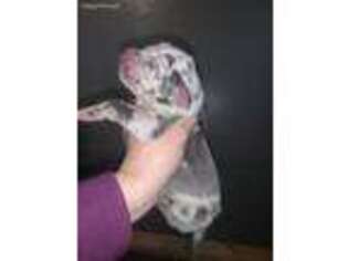 Great Dane Puppy for sale in Cedar Rapids, IA, USA