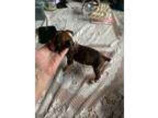 Boxer Puppy for sale in Marlette, MI, USA