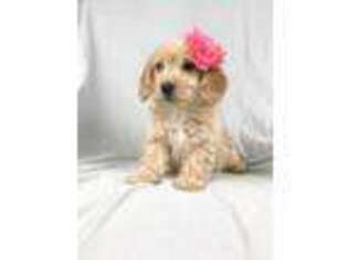 Labradoodle Puppy for sale in Salt Lick, KY, USA