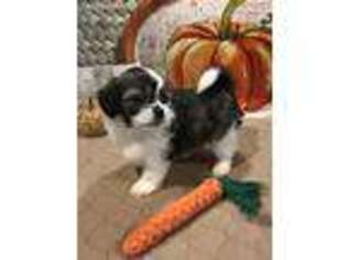 Mal-Shi Puppy for sale in Alvin, TX, USA