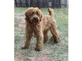 Goldendoodle Puppy for sale in Stratford, OK, USA