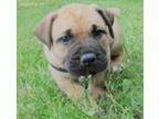 Boerboel Puppy for sale in Boulder, CO, USA